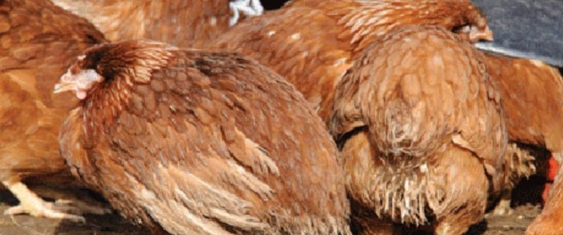 Bệnh Gumboro của gà chọi do loại virus ARN gây ra